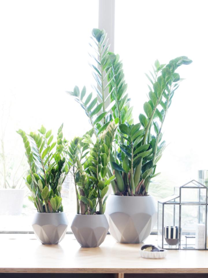 zamioculcas - Mooiwatplantendoen.nl