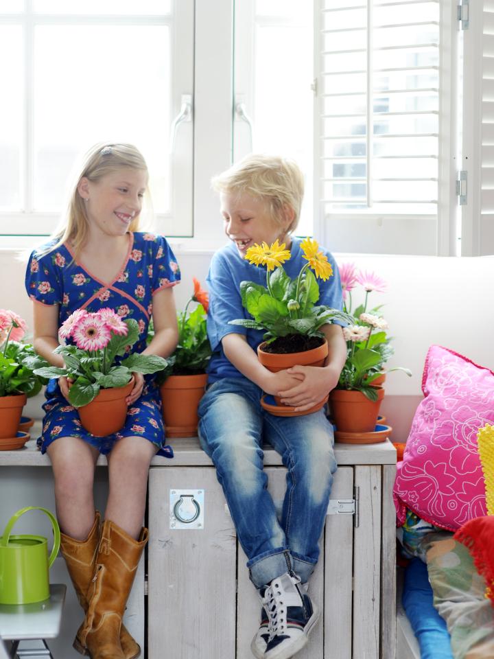 Woonplant van de Maand Juli: Gerbera