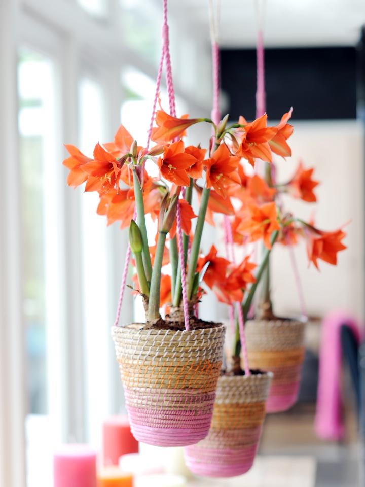 Woonplant van de Maand December: Hippeastrum