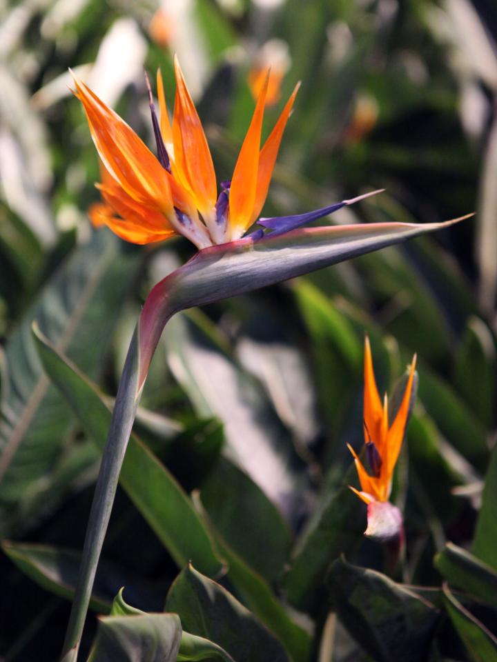 Paradijsvogel (Strelitzia)