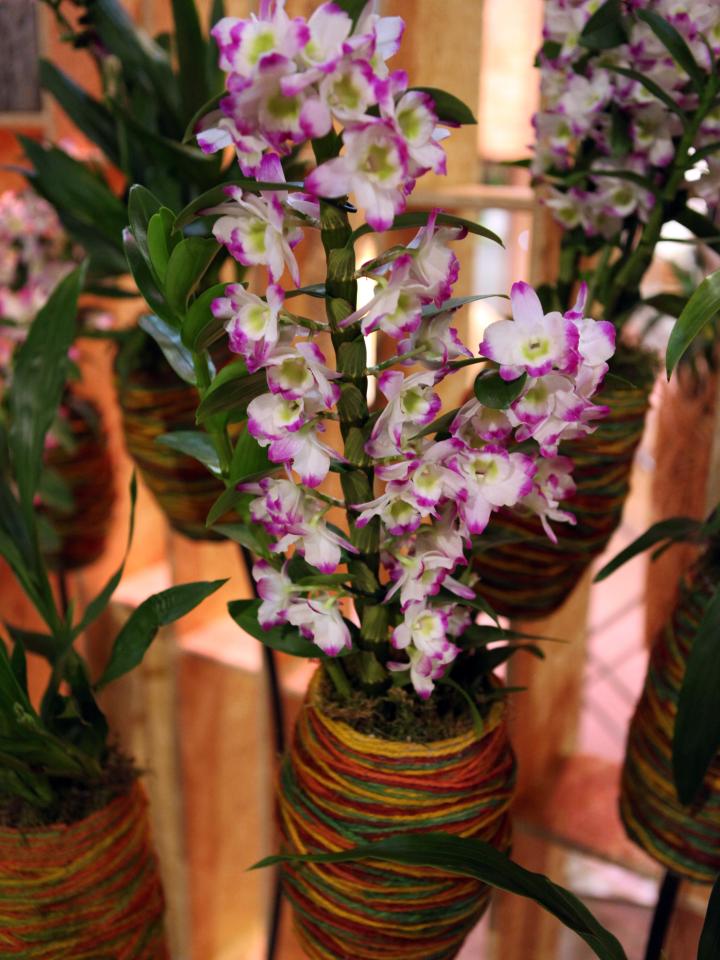 Orchidee in een wollen jasje