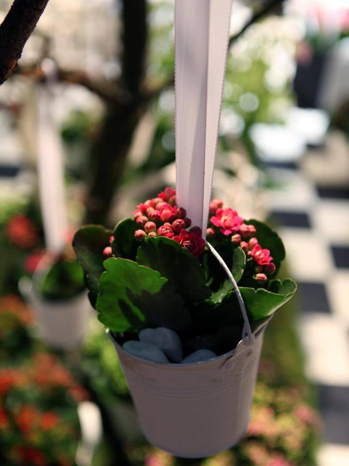 Kalanchoë's in de lucht