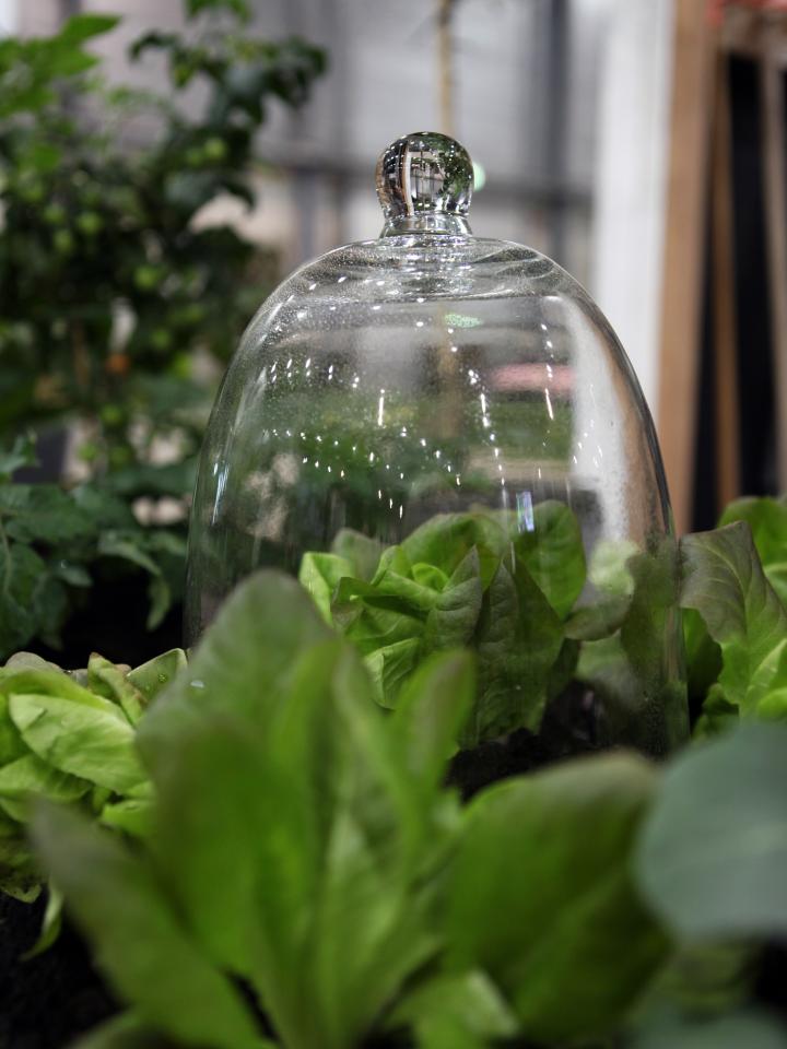 Planten in een terrarium