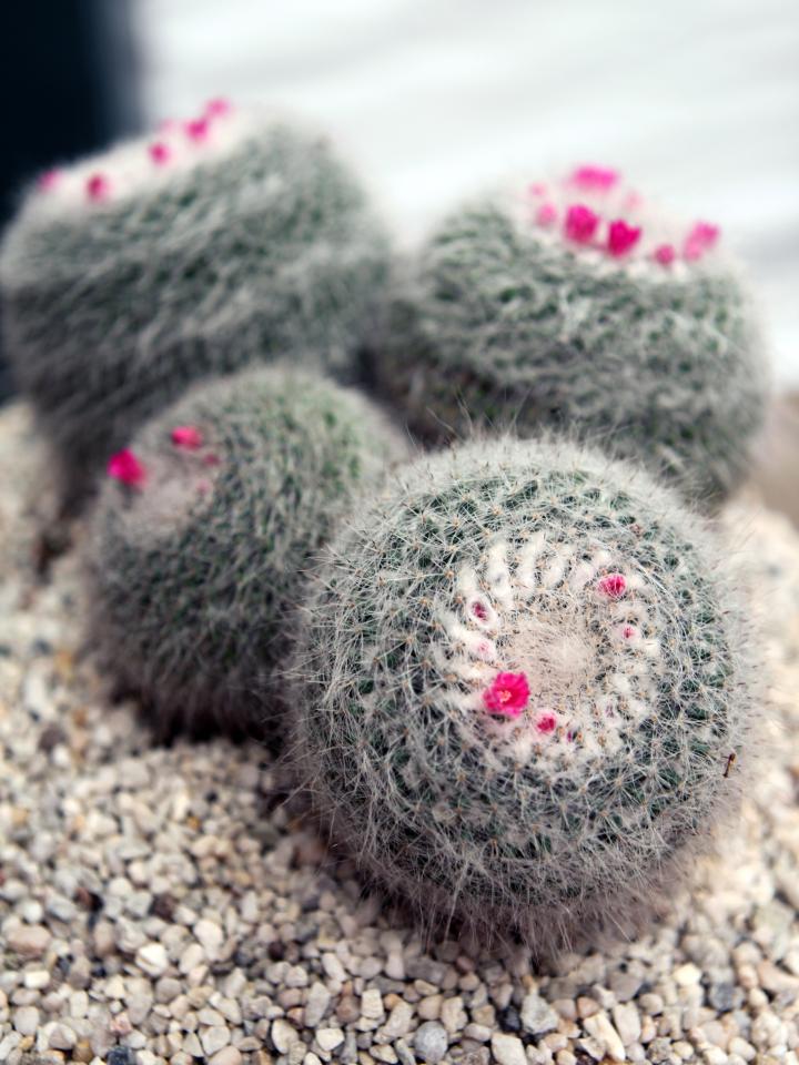 Tepelcactus (Mammillaria)