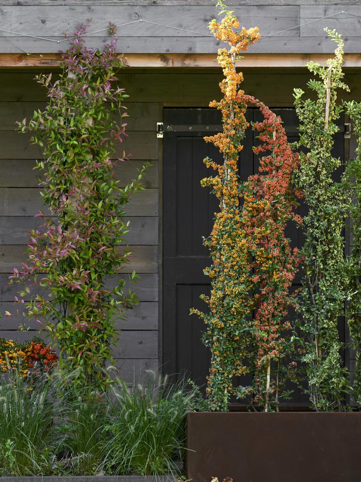 Verstop je muur, verwelkom deze klimmers | Mooi wat planten doen