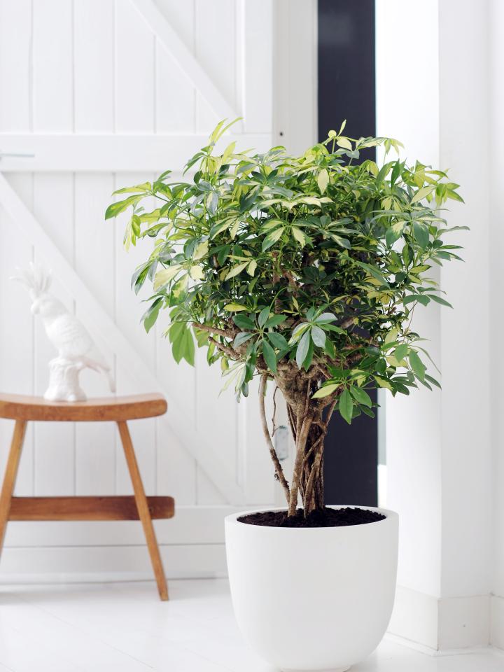 Woonplant van de Maand September: Schefflera