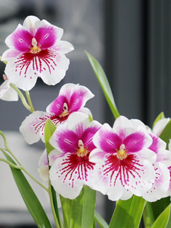 Woonplant van de Maand Mei: Miltonia