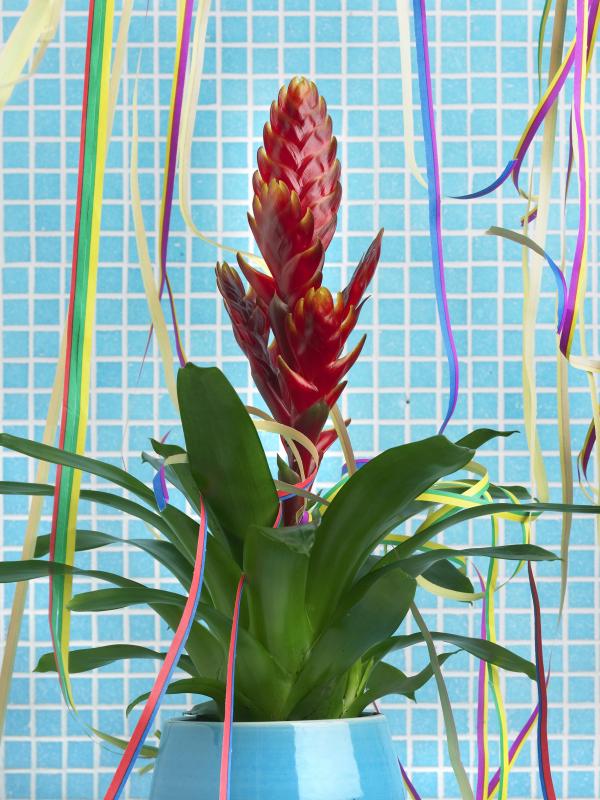 Bromelia