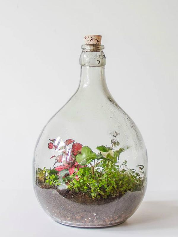federatie rooster Wild Flessentuinen: groen in een fles | Mooi wat planten doen