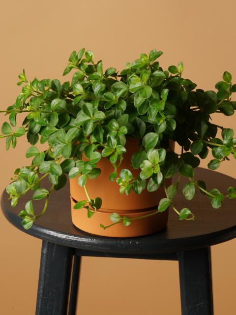 peperomia rotundifolia | hangplant binnen 