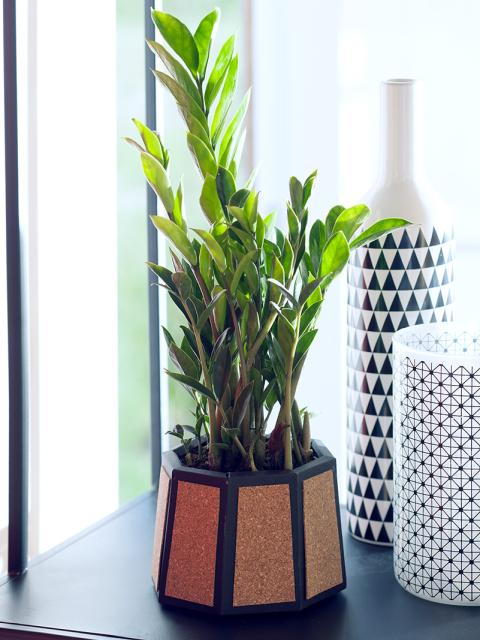 zamioculcas makkelijke kamerplant | cadeau housewarming