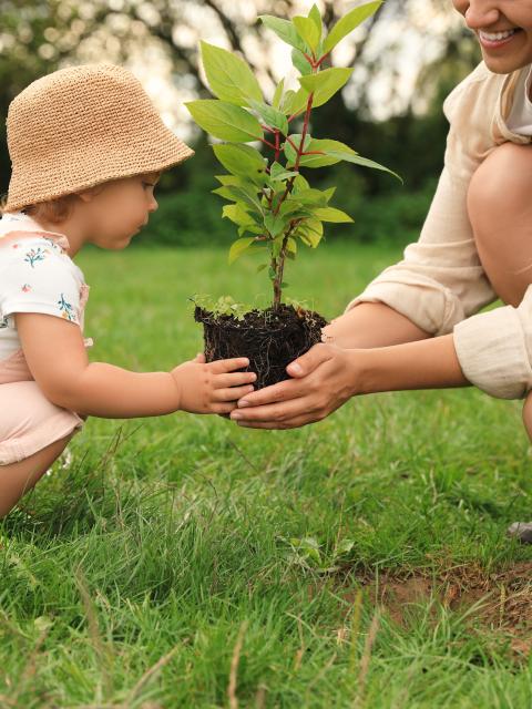 plant als kraamcadeau