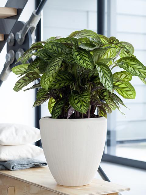 calathea in witte pot | kamerplant