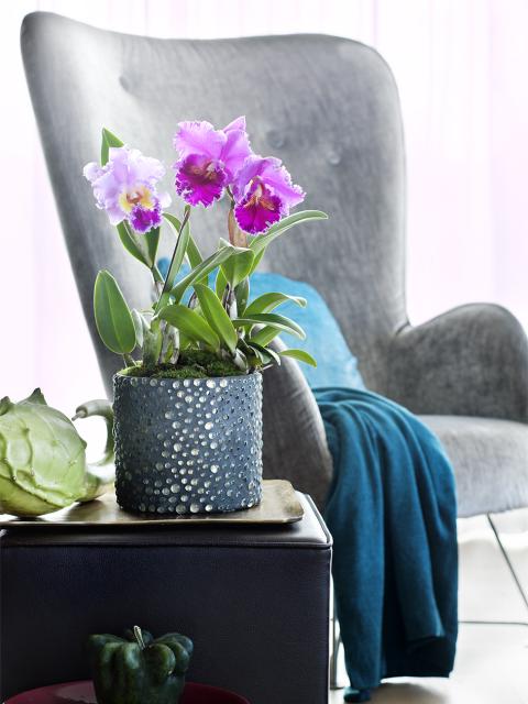 Verzorgingstips orchidee Mooiwatplantendoen.nl