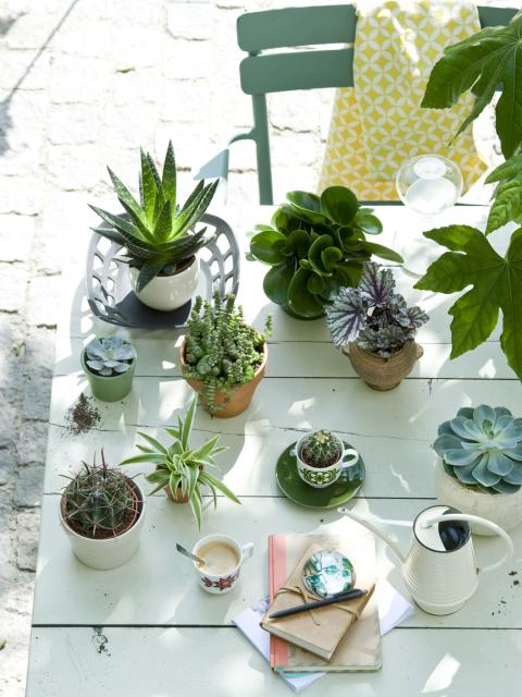 Tips en planteninspiratie voor een topzomer - mooiwatplantendoen.nl